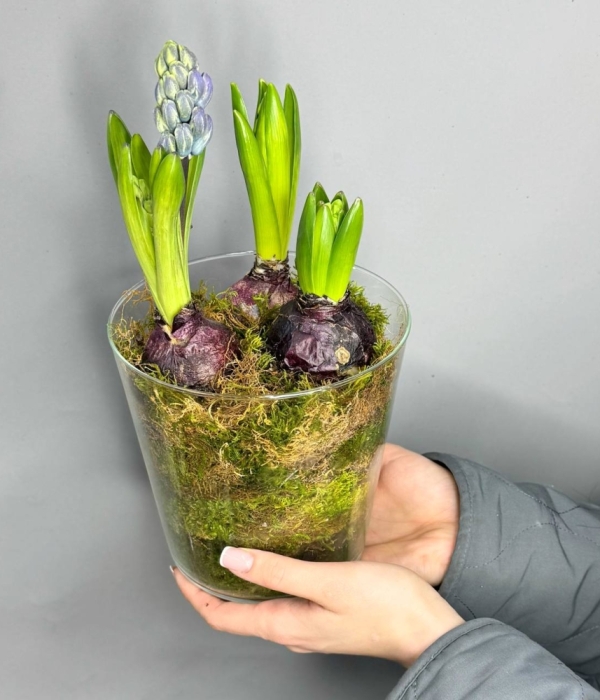 Композиция с луковичными гиацинтами в стеклянной вазе #4616