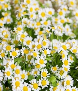 Букет из ромашек (25шт) #91