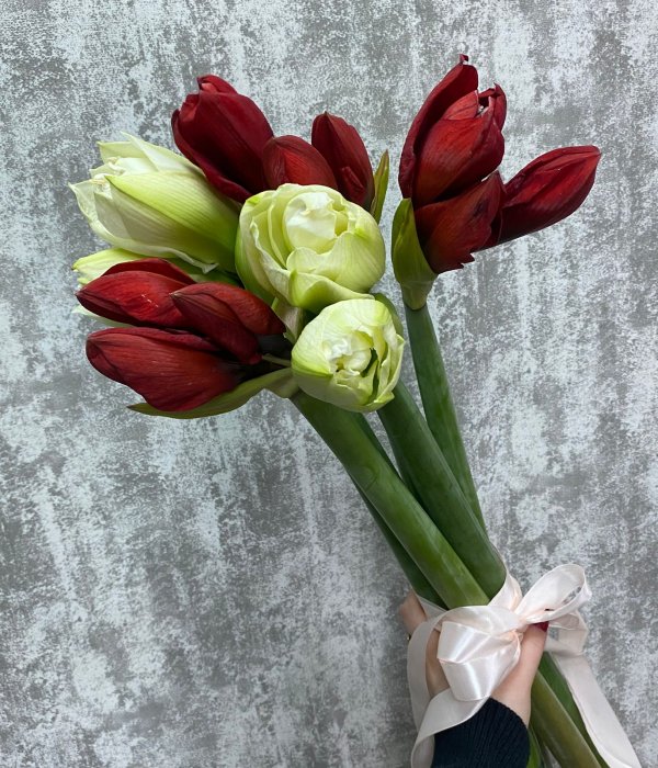 Букет-микс из 5 Амариллисов #4471