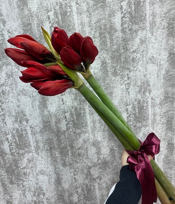 Букет из 3 красных Амариллисов #4472