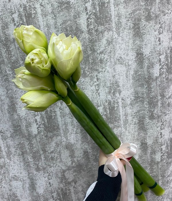 Букет из 3 белых Амариллисов #4473