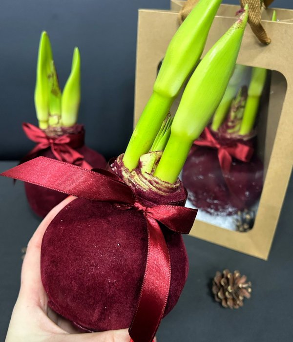 Луковица Амариллиса в воске ( красный бархат )  2990 #4499