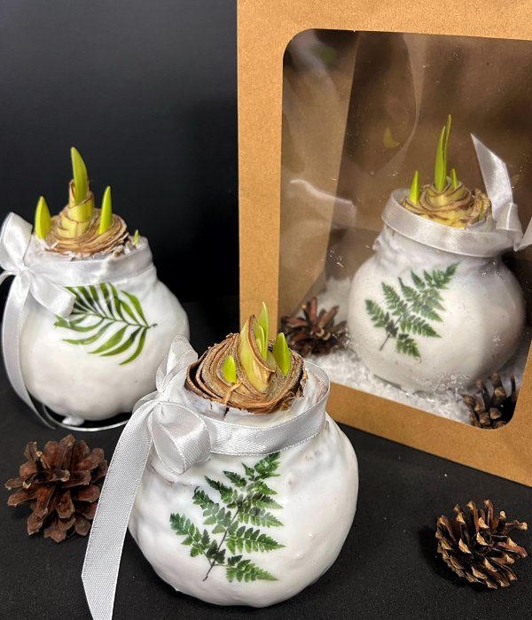 Луковица Амариллиса в воске (белый с декором ) #4500