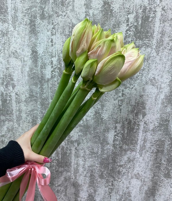 Букет из 7 розово-персиковых амариллисов под ленту #4503