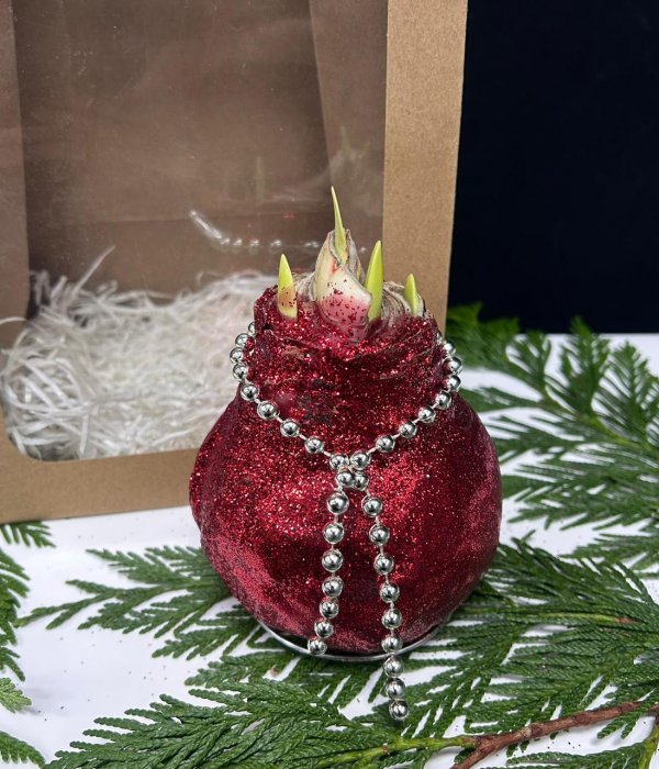 Луковица Амариллиса в воске ( красные блёстки) #4532