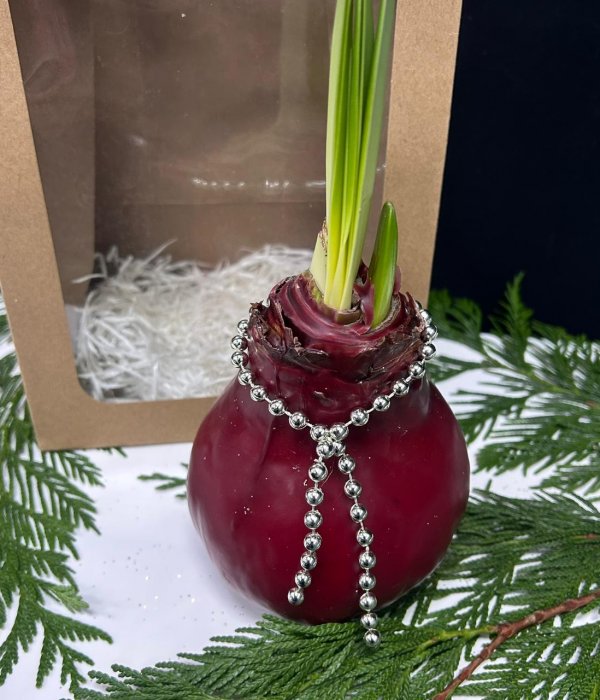 Луковица Амариллиса в воске (  Бордо ) #4533