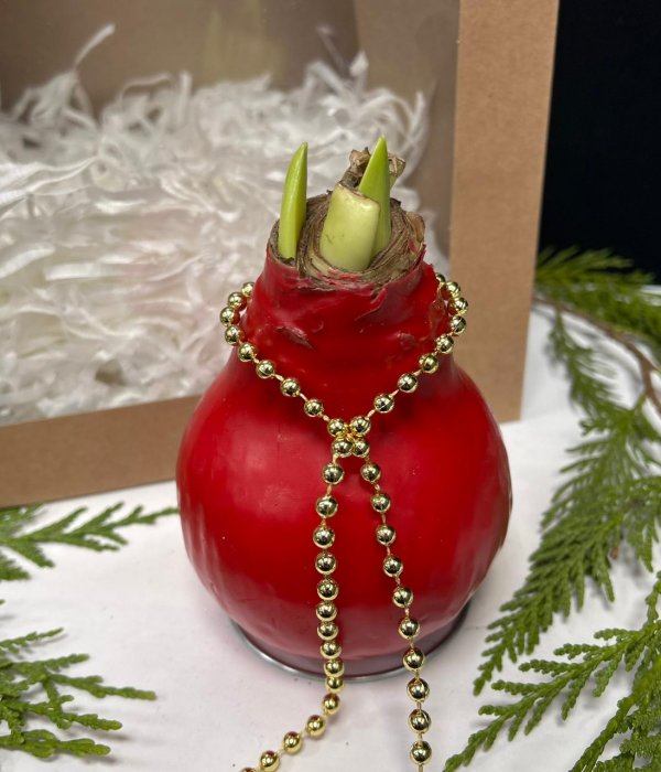 Луковица Амариллиса в воске(в красном) #4507