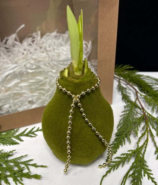 Луковица Амариллиса в воске #4510